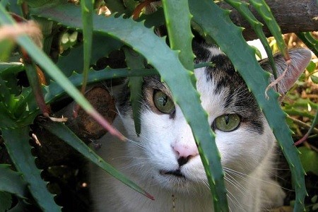 GATTO E ALOE.jpg